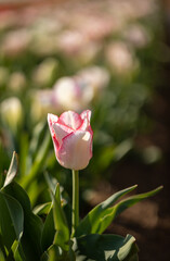White and pink tulip in a garden