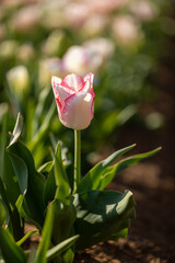 White and pink tulip in a garden