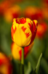 Red and yellow tulip in a garden