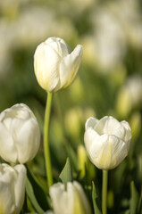 white tulip in a garden