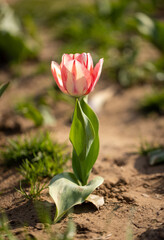 pink and white tulip in a garden