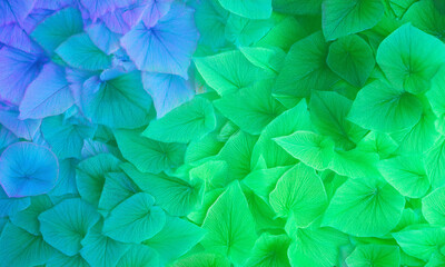 abstract  colorful   leaves  spring  nature wallpaper design  background