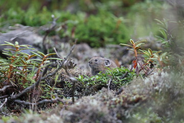 The northern pika (Ochotona hyperborea yesoensis) in Hokkaido, Japan