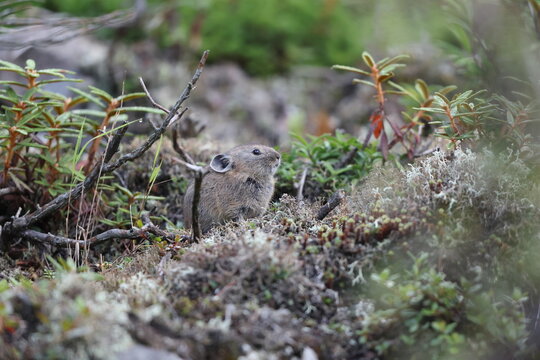 The northern pika (Ochotona hyperborea yesoensis) in Hokkaido, Japan