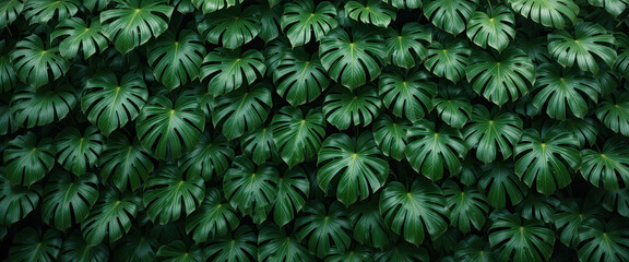 Tropical monstera foliage background with lush dark green jungle leaves forming natural botanical pattern, exotic greenery wall, and dense rainforest vegetation design perfect for eco friendly and nat