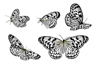 オオゴマダラ
Butterfly
沖縄の蝶
蝶