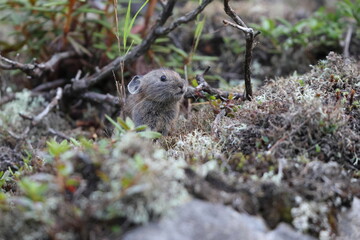 The northern pika (Ochotona hyperborea yesoensis) in Hokkaido, Japan