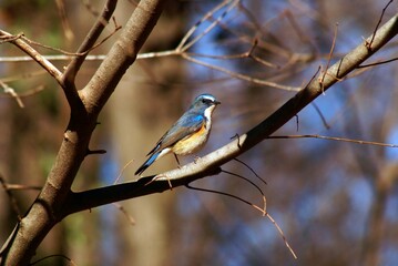 冬の木立にとまるルリビタキの美しい姿