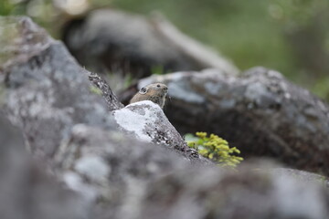 The northern pika (Ochotona hyperborea yesoensis) in Hokkaido, Japan