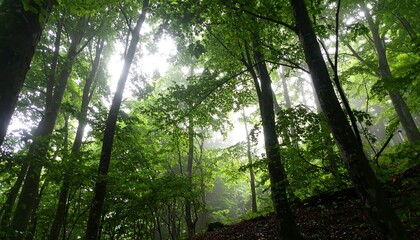Fototapeta premium Lush forest canopy view