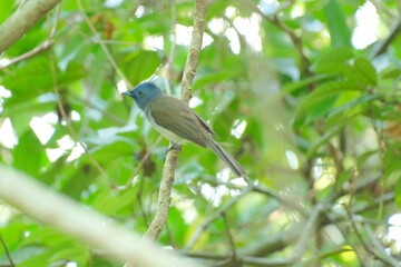 Black-naped Monarch perched on a branch in forest in Taipei City