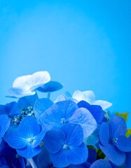 Vibrant blue hydrangeas against a bright blue backdrop