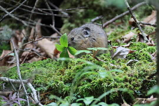 The northern pika (Ochotona hyperborea yesoensis) in Hokkaido, Japan