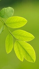 Fototapeta premium Closeup of vibrant green leaves
