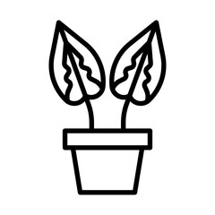 Aglaonema