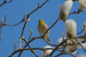 Brown-eared Bulbul perched on cherry blossoms Japan Tokyo Kasai Rinkai Park
