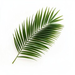 Single vibrant green palm frond,  isolated against pure white background