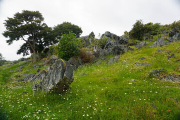 Waro Limestone Scenic reserves, Hikurangi, New Zealand.