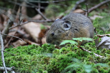 The northern pika (Ochotona hyperborea yesoensis) in Hokkaido, Japan