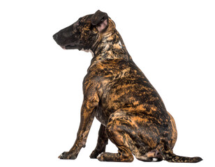 Bull Terrier with Brindle Fur Pattern Sitting Calmly, Side Angle, Isolated