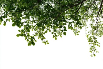 Fresh green leaves and branches arching over a white background