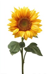 Obraz premium Vibrant sunflower with dark-yellow petals and green leaves against a white background