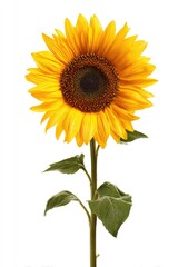 Obraz premium Bright yellow sunflower against white