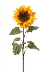 Obraz premium Single sunflower with vibrant yellow petals and a dark brown center, lush green leaves, and a long stem against a plain white background