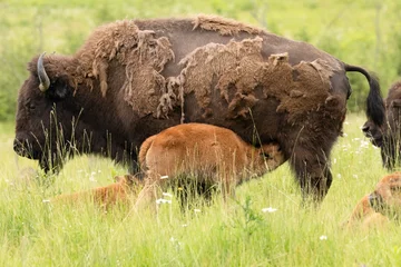 Gardinen Büffel American Bison Buffalo with Nursing Calf in Summer Prairie – Bison bison – Wildlife Photography  © touchedbylight