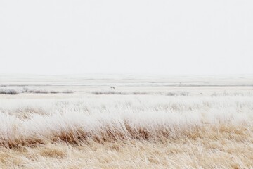 Obraz premium Wide, frosted field stretches to a pale horizon