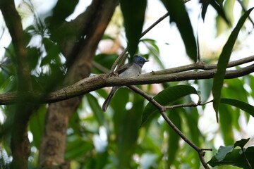 Black-naped Monarch with blue head perched on tree Taiwan Taipei City Da’an Forest Park