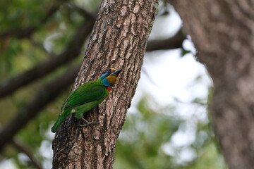 Taiwan Barbet resting quietly on tree branch Taiwan Taipei City Da’an Forest Park