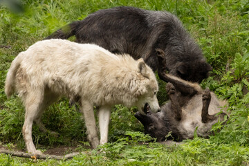 Obraz premium Grey Wolves in Social Interaction, Canis lupus – Wildlife Wolf Photography