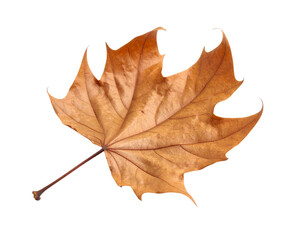 Fototapeta premium A small, isolated heart-shaped maple leaf with rich brown and orange hues and prominent veins, a symbol of autumn.