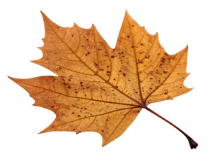 Obraz premium An isolated brown autumn leaf with a unique, pointed shape and a prominent stem, on a clean white background.