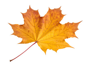 Fototapeta premium A brilliant orange autumn leaf with a textured surface and prominent veins, isolated on a clean white background.