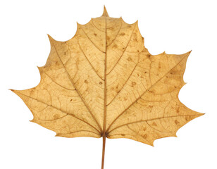 Obraz premium A pale yellow, five-pointed leaf with a textured surface, isolated on a clean white background.