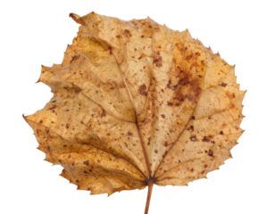 An elongated, golden-brown leaf with a prominent stem, isolated on a clean white background.