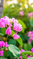 Obraz premium Close-up of vibrant pink flowers