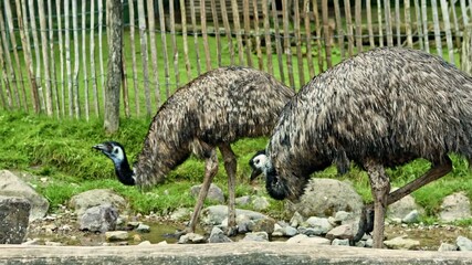 Large ostriches walk on green grass in the park. Zoo with ostriches and a place for walking. Open aviary for self-walking of ostriches. Contact zoo for contact with animals.