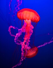 Vibrant jellyfish in a deep blue aquarium