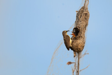 Mother Sunbird feeding its chicks in a hanging nest. The parental care and nurturing behavior in nature, with the adult bird holding food in its beak and the chicks eagerly waiting inside the nest.