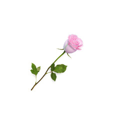 pink rose isolated on white