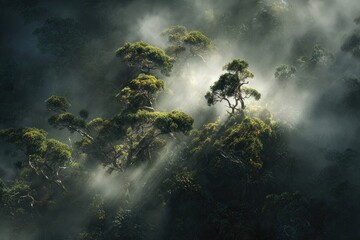 Misty forest canopy illuminated by sunlight