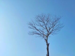 A leafless tree against a bright blue sky, Copy space for text 