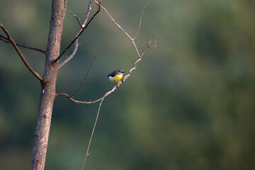 Small, cute Sunbird perched on a thin branch against a blurred green background.
