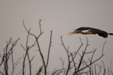 A colorful Purple heron in mid flight  with blurred natural background.