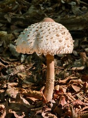 Edible mushroom boxla in the forest close-up view