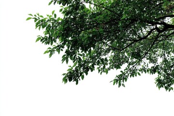 Lush green leaves on tree branches against white background