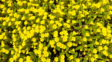 Cypress spurge Euphorbia cyparissias with many yellow flowers in spring